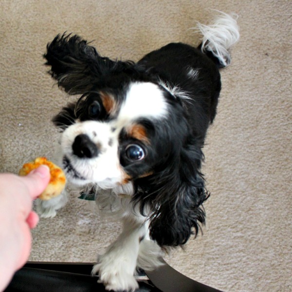 How Much Olive Oil Dog I Give My Dog How Much Olive Oil Dog I Give My Dog